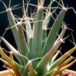 Leuchtenbergia