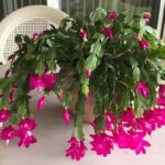 Best Fertilizer for Christmas Cactus: Top Picks for Lush Blooms