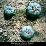Can You Buy Peyote? Understanding the Legality and Availability of Peyote Cactus