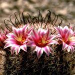 Types of Cacti with Flowers: Discover the Cactus Species That Bloom Beautifully