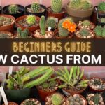 Growing a Cactus from Seed: Tips for Successfully Growing Your Own Cactus Plants