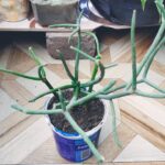 How to Propagate a Pencil Cactus: A Beginner’s Guide to Growing Pencil Cactus from Cuttings