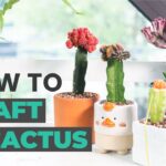 How to Graft Cactus: A Step-by-Step Guide to Cactus Grafting Techniques