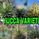 Is Yucca a Cactus: Understanding the Difference Between Yucca and Cactus Plants