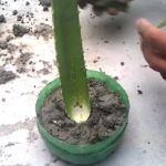 Aloe Vera Propagation from Cuttings: How to Grow Aloe Vera from a Simple Cutting