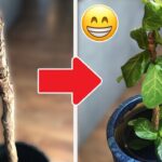 African Milk Tree Leaves Falling Off: What to Do When Your African Milk Tree Loses Its Leaves