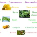 How to Correctly Write a Scientific Name: A Guide to Writing Botanical Names the Right Way