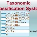 Taxonomic Classification of Cactus: Understanding the Scientific Classification of Cacti