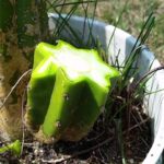 Can I Chop Down a Cactus: What to Know Before Cutting Your Cactus