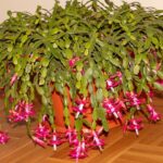 Can I Put My Christmas Cactus Outside? Here’s When