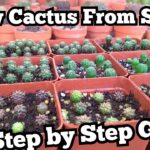 How to Grow a Cactus from Seed: A Simple Guide for Beginners