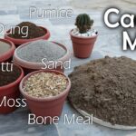 Cactus Succulent Soil Mix: The Best Soil Combination for Cactus and Succulent Growth