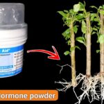 How to Use Rooting Powder: A Guide to Encouraging Cactus Growth from Cuttings
