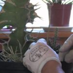 Tall Cactus Broke in Half: What to Do When Your Cactus Breaks