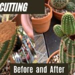 How to Cut Cactus Plant: A Guide to Safely Cutting and Propagating Cactus