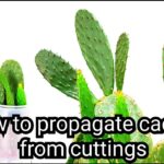 How to Grow Cactus Clippings: A Simple Guide to Propagating Cactus from Cuttings
