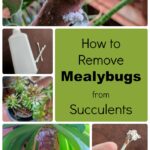 Signs of Mealybugs on Succulents: How to Spot and Treat Mealybugs on Your Plants