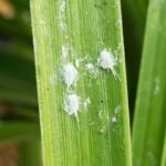 Little White Insects on My Plants: How to Identify and Treat White Insects on Plants