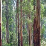Does Australia Have Cacti? The Surprising Truth