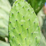 Uses of Cactus Leaves: How to Use Cactus Leaves for Cooking and More