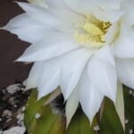 Do All Cactus Bloom? The Beautiful Truth