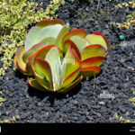 Money Plant Latin Name: Discover the Scientific Name and Care Tips