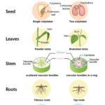 Cactus Monocot or Dicot: Understanding the Plant Classification of Cacti