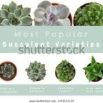 Succulent Names and Pictures: A Visual Guide to the Most Popular Succulent Varieties