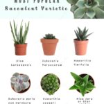 Succulent Pictures and Names: A Visual Guide to Stunning Succulent Varieties