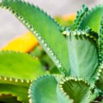 Mother of a Thousand Plant Poisonous: What You Need to Know About the Toxicity of This Plant