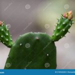 Cactus That Shoots Needles: The Fascinating Cactus Species with Needle-Shooting Abilities