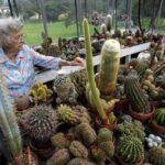 Cactus in New Jersey: Where to Find and Grow Them
