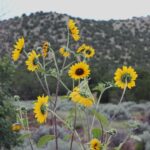 New Mexico Desert Flowers: Colorful Wonders of the Wild
