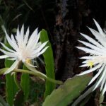 Cereus Night Blooming Flower: Nature’s Midnight Magic