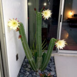 Night Blooming Cactus Cereus: A Guide to Growing and Caring for Night-Blooming Cereus