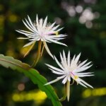 Care of Orchid Cactus: A Complete Guide to Growing and Maintaining Orchid Cactus