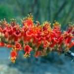 How to Plant an Ocotillo: A Step-by-Step Guide to Planting and Growing Ocotillo