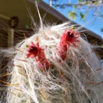 Old Man Cactus Care: Essential Tips for Growing and Maintaining This Unique Cactus