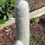 Old Man Cactus Flower: Rare Beauty Unveiled