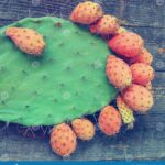 Cactus with Edible Fruit: The Best Cacti for Harvesting Delicious Fruit