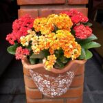 Succulent Plant with Orange Flowers: Discovering the Most Beautiful Succulents with Orange Blooms