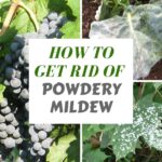 White Powder on Cactus: What It Is and How to Treat Powdery Mildew