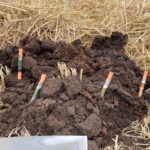 Where Can You Find Loam Soil? A Guide to Finding the Ideal Soil for Cactus and Succulents