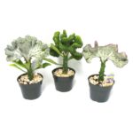 Cactus at Home Depot: Best Picks for Every Space