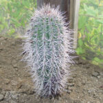 Cardon Cactus vs Saguaro: Key Differences and What You Need to Know