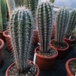 Pachycereus