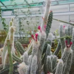 Old Man Cactus Plant: Care Growth and Fun Facts