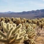 Are There Really Cacti in the Sahara Desert?