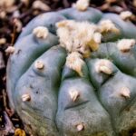 Is Peyote Cactus Legal: What You Need to Know About Peyote and the Law