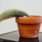 Cactus Rotting at Base: What to Do When Your Cactus is Rotting